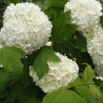 15 varieties of viburnum and features of their cultivation
