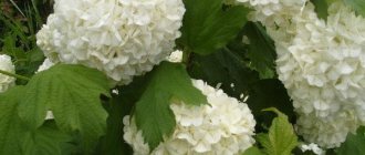 15 varieties of viburnum and features of their cultivation
