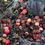 8 главных правил ухода за плодовыми деревьями осенью