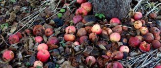 8 main rules for caring for fruit trees in autumn