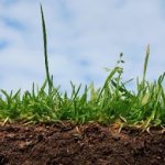 8 Ways to Increase Soil Fertility