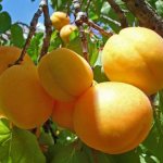 Apricot Khabarovsk variety description photo reviews