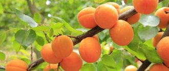 абрикосы на ветке
