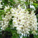 White acacia: proper planting and care