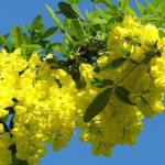 yellow acacia