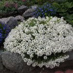 Alyssum looks great among the stones, majestic and regal