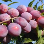 cherry plum Traveler