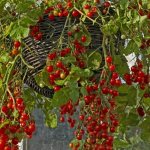Ampelous tomatoes in a hanging pot