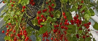 Ampelous tomatoes in a hanging pot
