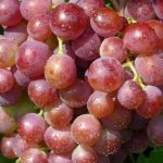 Amur grape varieties and forms