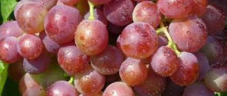 Amur grape varieties and forms