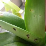 Anthracnose orchids