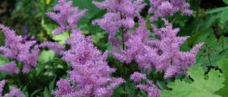 Astilbe Arends