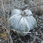 Astrophytum in natural conditions