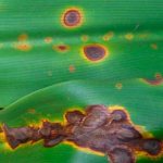 Bacterial spotting in indoor plants