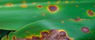 Bacterial spotting in indoor plants