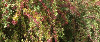 барбарис обыкновенный, живая изгородь из барбариса, плоды барбариса