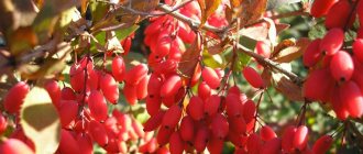 Barberry growing photo