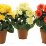 Begonia ever-blooming: photo