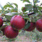 белорусские лучшие сорта яблонь