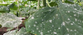 White spots on cucumbers