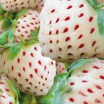 Белые ягоды клубники сорт Пайнберри