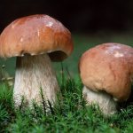 The porcini mushroom has always been considered the most delicious of mushrooms.