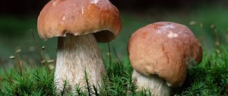 Белый гриб всегда считался самым вкусным из грибов