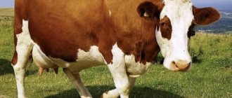Беременная корова