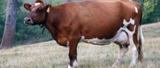 Bestuzhevskaya breed of cows characteristics