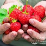 Благодаря высокой урожайности и товарности ягод клубника «Азия» (на фото) пригодна для любительского садоводства и коммерческого выращивания в промышленных масштабах