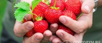 Due to the high yield and marketability of the berries, the Asia strawberry (pictured) is suitable for amateur gardening and commercial cultivation on an industrial scale