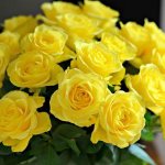 pale yellow roses
