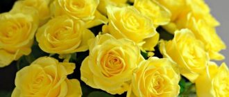 бледно желтые розы