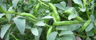 Beans: growing and caring in open ground photo and video