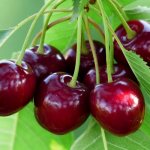 Cherry diseases: description with photographs and methods of treatment