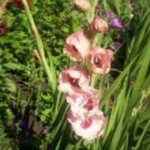 Diseases of gladioli and the fight against them