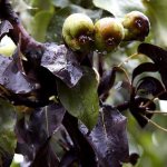 Болезни листьев груши: описания с фото, лечение