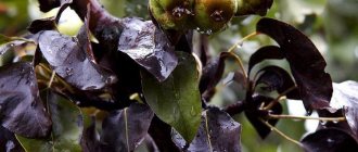 Болезни листьев груши: описания с фото, лечение