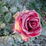 Diseases of garden roses: treatment and prevention