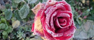 Болезни садовых роз: лечение и профилактика