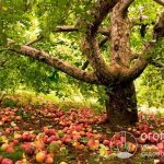 Большинство яблоневых сортов обеспечивают высокую продуктивность на протяжении длительного периода