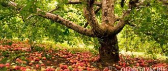 Most apple varieties provide high productivity over a long period