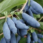Control of diseases and pests of honeysuckle