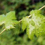 Fighting mites on grapes