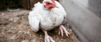 Broilers fall to their feet and sit