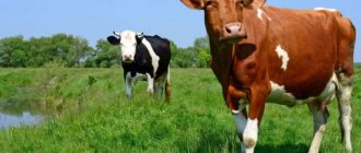Brucellosis in cows