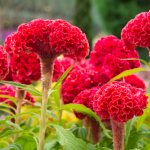Celosia: description of species, features of care in the open ground and at home