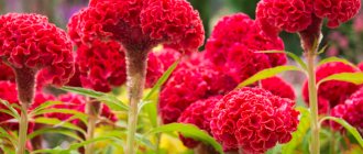 Celosia: description of species, features of care in the open ground and at home