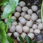 guinea eggs